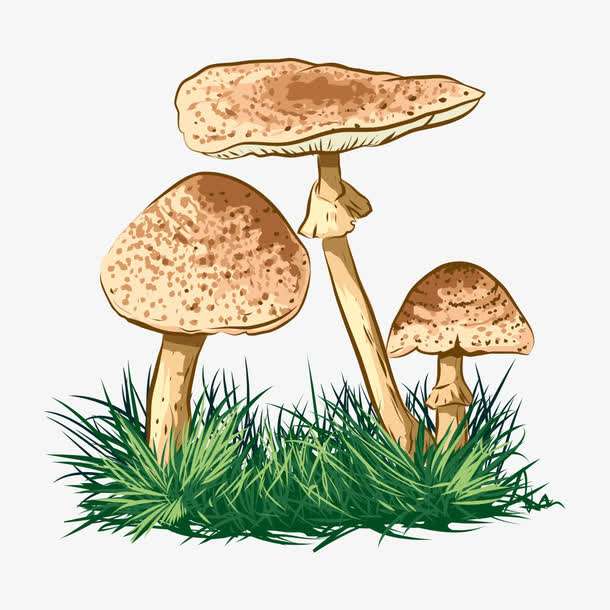 預(yù)警：野生菌中毒怎么防？怎么控？怎么辦？